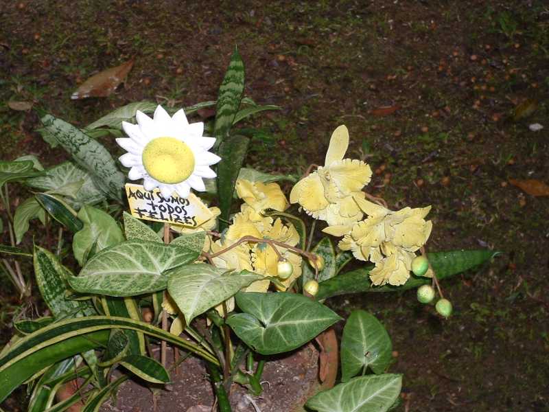 pousada lua de mel flores 2
