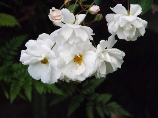 DSCF0409.JPG