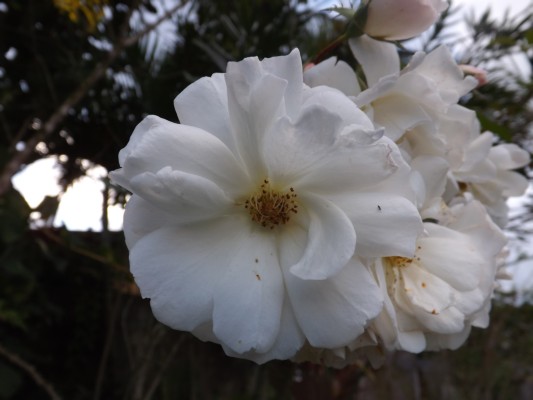 DSCF0416.JPG
