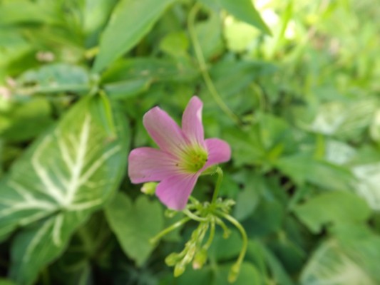DSCF0735.JPG