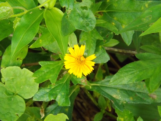 DSCF0737.JPG