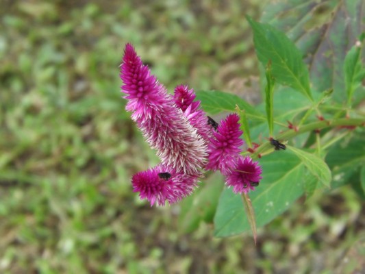 DSCF0766.JPG