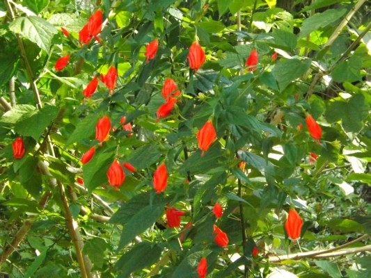 DSCF0779.JPG