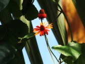DSCF0772.JPG
